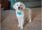 English Golden Retriever Puppies – Whispers of Love, Wrapped in Fur