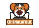 Buy Dog LED Safety Light Online : Ensure Your Pet's Visibility