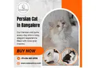 Persian Cat in Bangalore