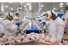 Buy Halal Frozen Chicken from Brazil