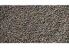 Premium Rapeseed Supplier