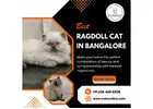 Best Ragdoll Cat in Bangalore