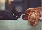 Boutique pour animaux spécialisé pour chiens et chats en ligne