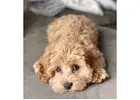 Cockapoo breeders near me
