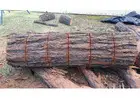 Tree Removal Sydney | Alex Tree and Garden Services