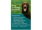 Dog Training Service in