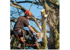 Tree Lopping North Shore | North Shore Tree Loppers
