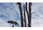 Mulching North Shore | Sam's Tree Services North Shore