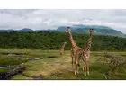 Explore Arusha National Park with Asante Travel Group