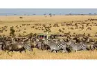 Book Luxury Tanzania Safari Lodge and Wildlife Tours