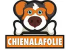Les Meilleures Tondeuses Électriques Pour Chien