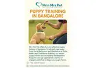 Puppy Training in Bangalore