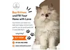 Buy Kittens in Bangalore | Cat in Bangalore